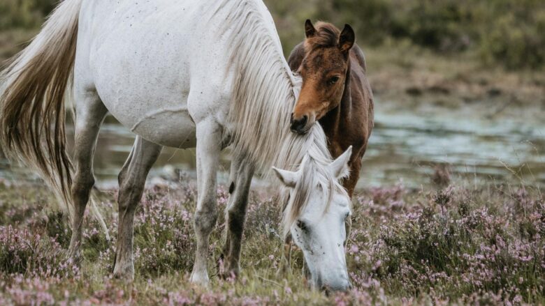 Unlocking the Secrets of Horse Training: Expert Tips Await!