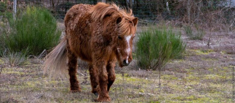 Unlocking Horse Care Secrets: Expert Tips for Healthy Equines! Read More.