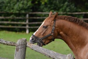 Navigate Horse Behavior: Insights for Harmonious Bonding!