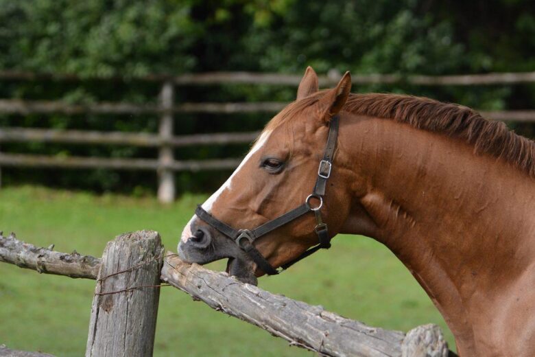 Navigate Horse Behavior: Insights for Harmonious Bonding!