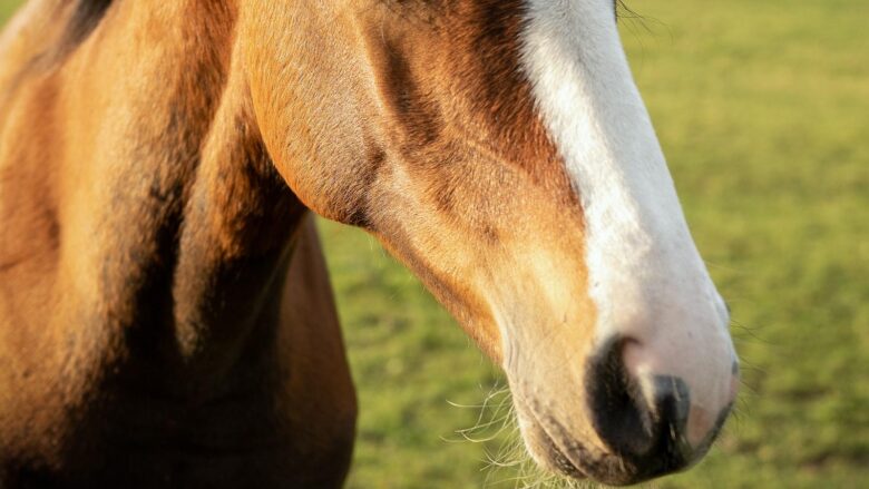 Essential Horse Care: Your Guide to Happy, Healthy Equines!