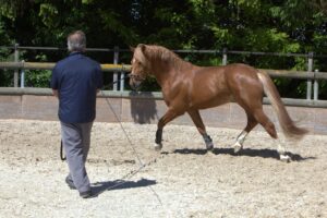 Unlocking Horse Training Techniques: Step-by-Step Methods