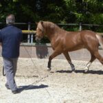 Unlocking Horse Training Secrets: Engage, Train, Succeed!