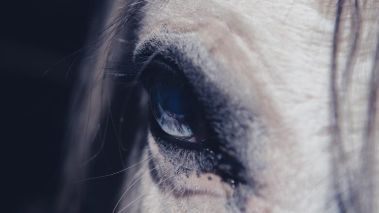 Harnessing Horse Behavior: Understanding & Resolving Challenges!
