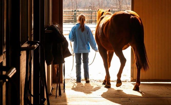 Mastering Horse Care: A Comprehensive Guide